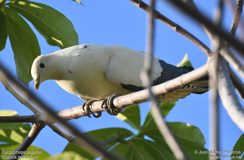 Torresian Imperial Pigeon