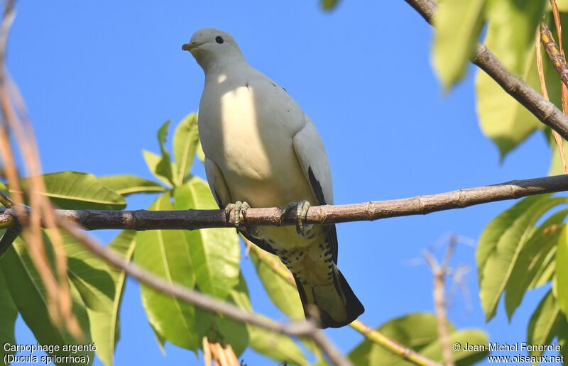 Torresian Imperial Pigeon