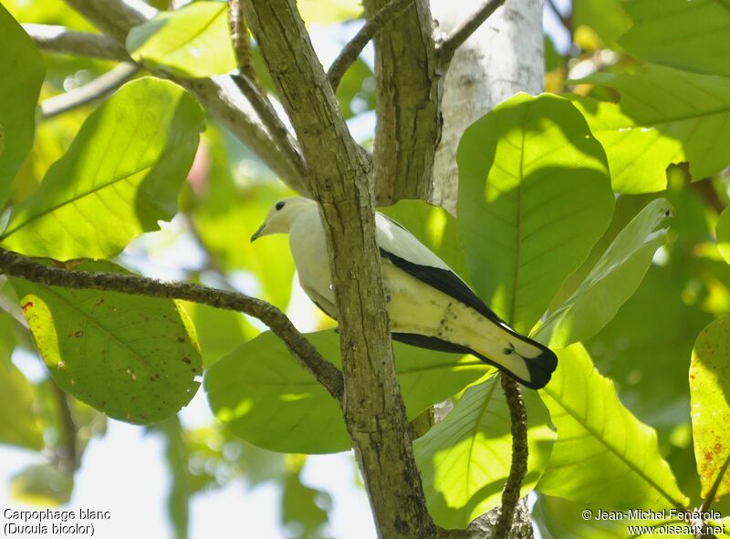 Pied Imperial Pigeon