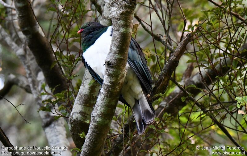 New Zealand Pigeon