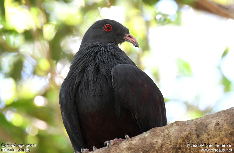 Goliath Imperial Pigeon