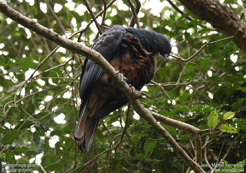 Goliath Imperial Pigeon