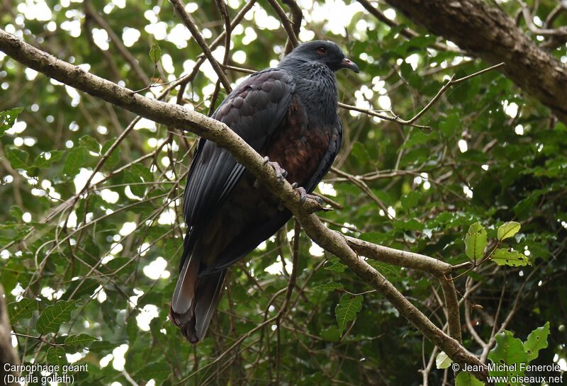 Goliath Imperial Pigeon