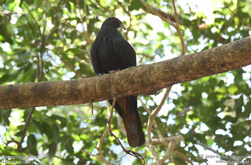 Goliath Imperial Pigeon