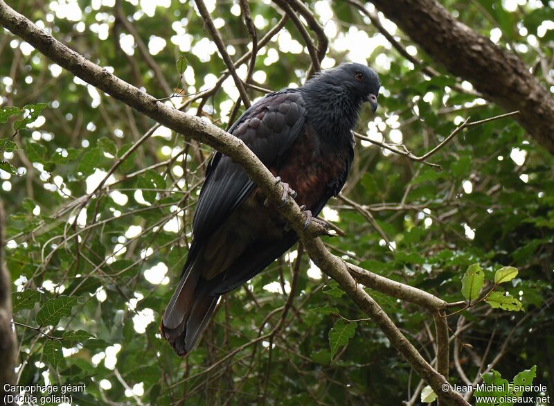 Goliath Imperial Pigeon