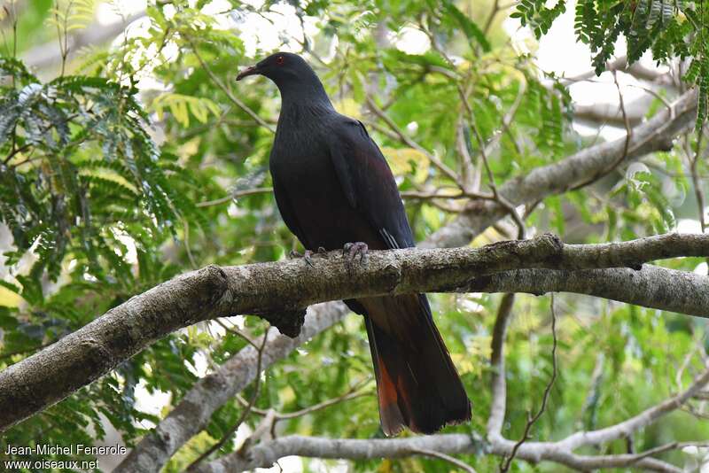 Goliath Imperial Pigeonadult, identification