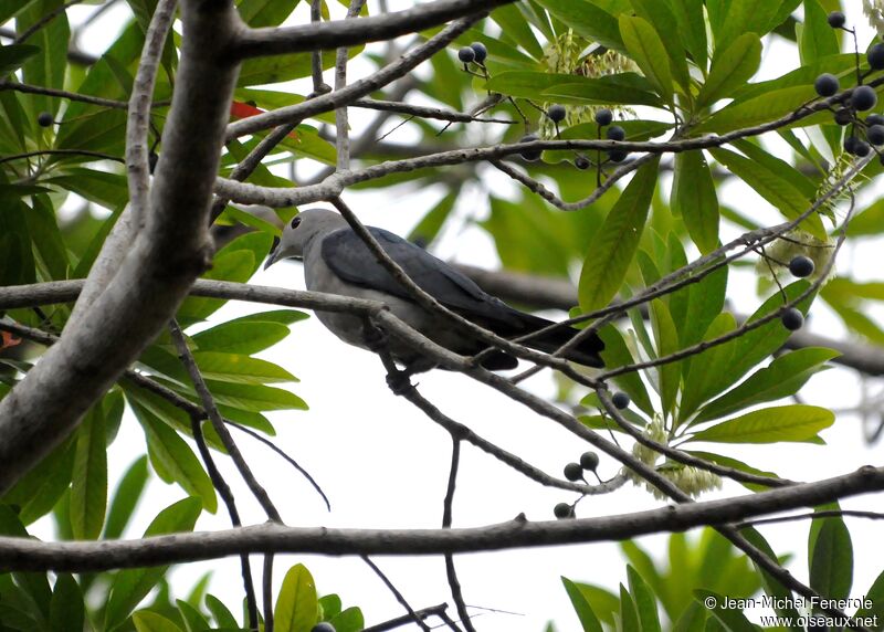 Green Imperial Pigeon