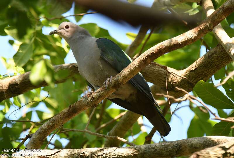 Green Imperial Pigeon, identification