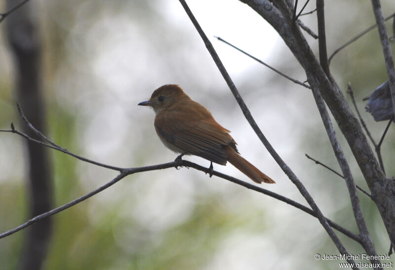 Rufous Casiornisadult