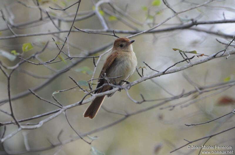 Rufous Casiornis male adult