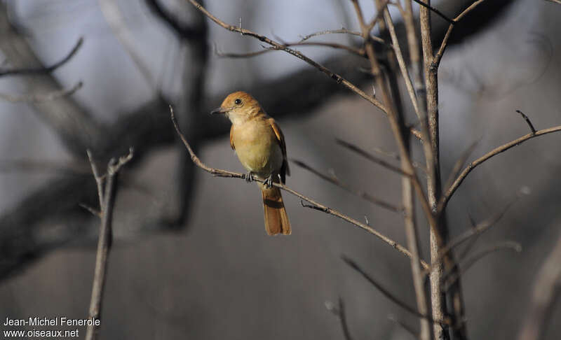 Rufous Casiornisadult