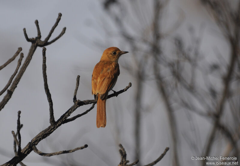 Rufous Casiornis male adult