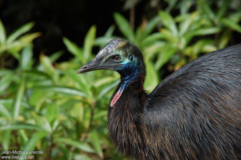 Casoar à casqueimmature, portrait