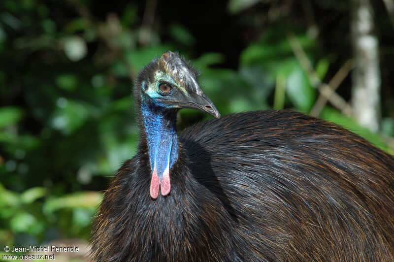 Southern Cassowarysubadult, close-up portrait