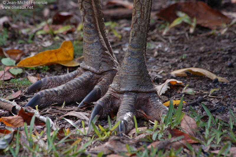 Southern Cassowary