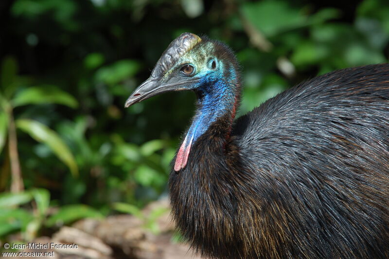 Southern Cassowary