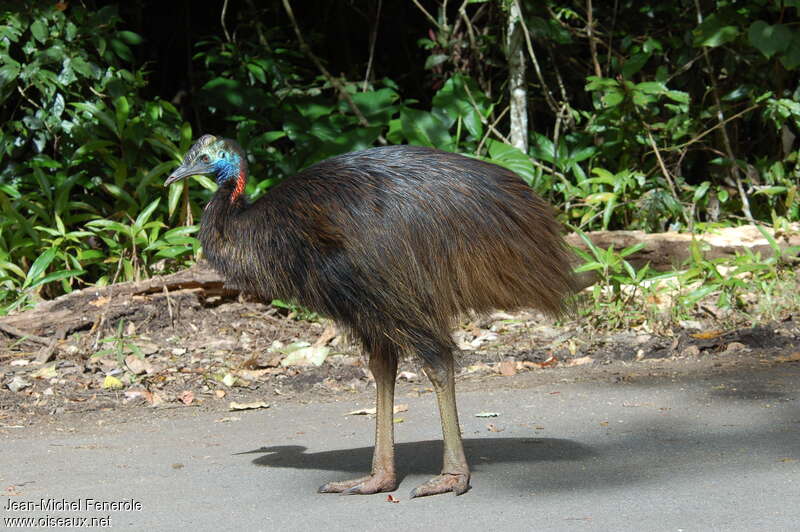 Southern Cassowaryadult, identification