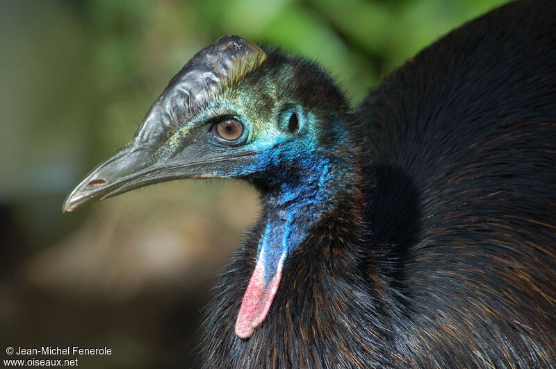 Southern Cassowary