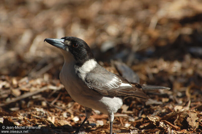 Grey Butcherbird