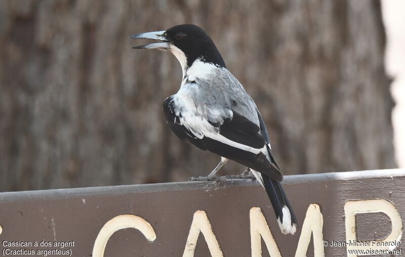 Silver-backed Butcherbird