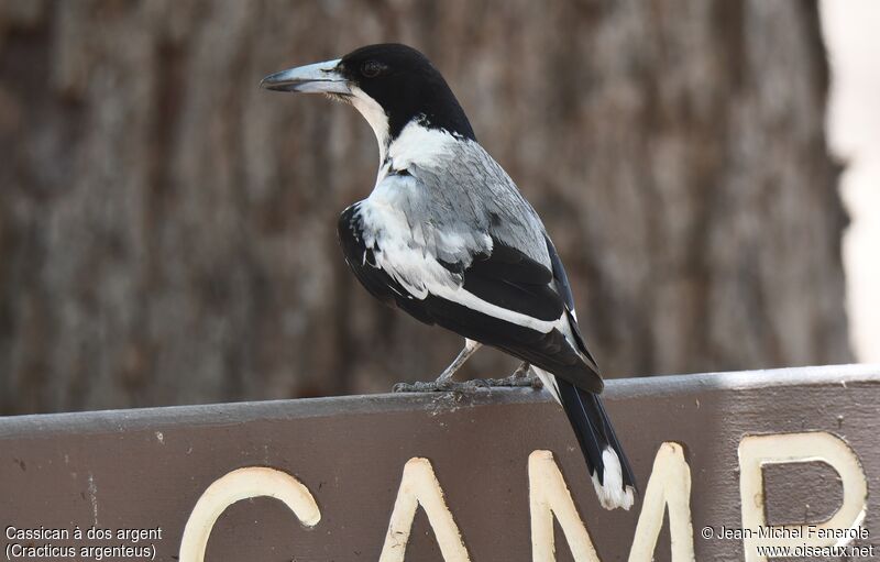 Silver-backed Butcherbird