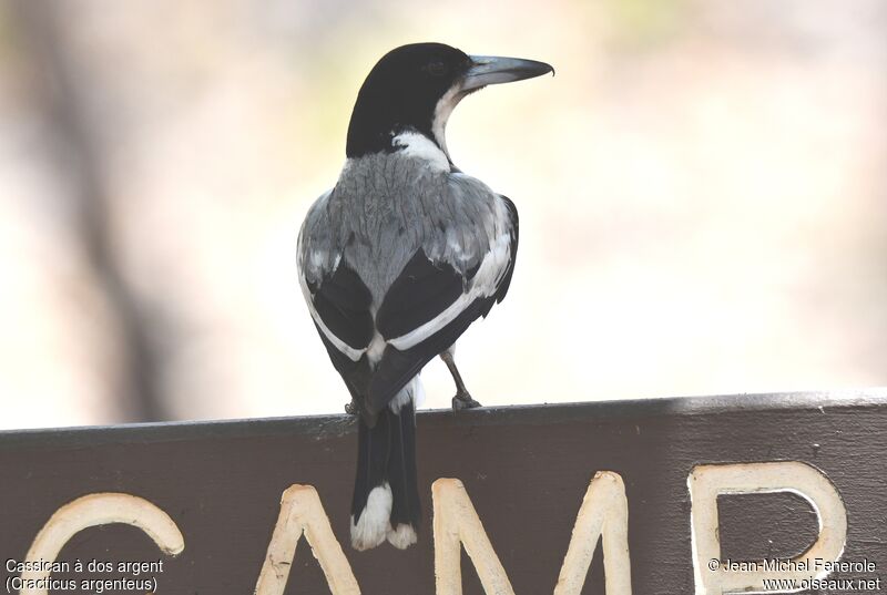 Silver-backed Butcherbird