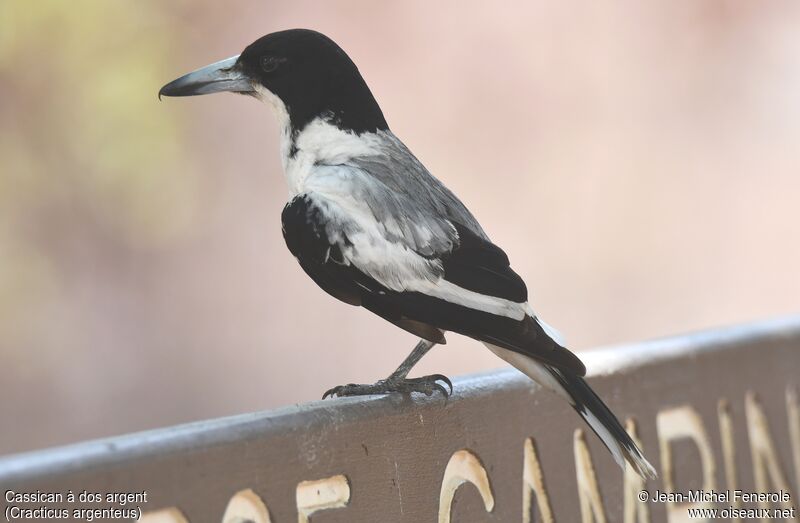 Silver-backed Butcherbird