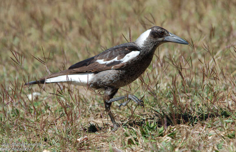 Cassican flûteurimmature, identification