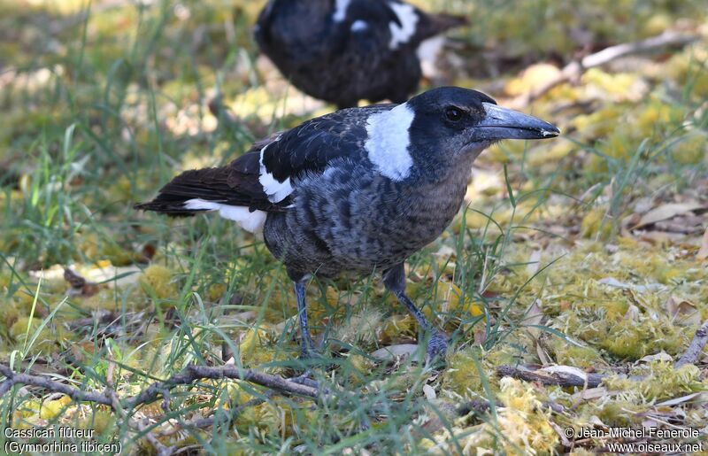 Australian Magpie