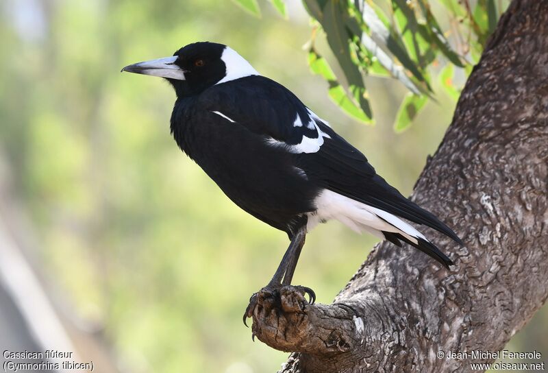 Australian Magpie