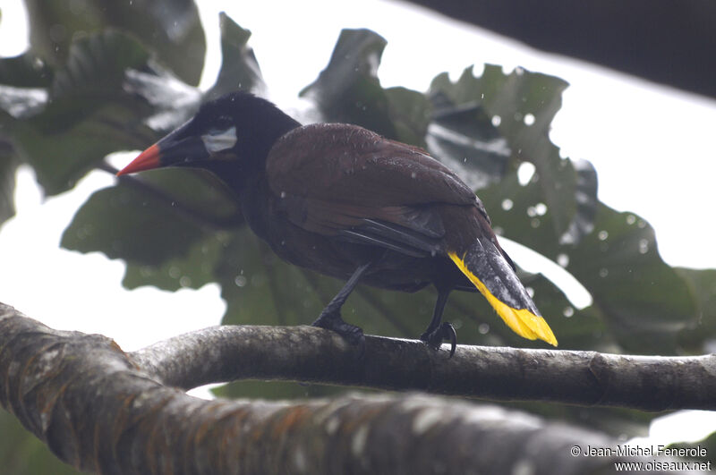 Montezuma Oropendola