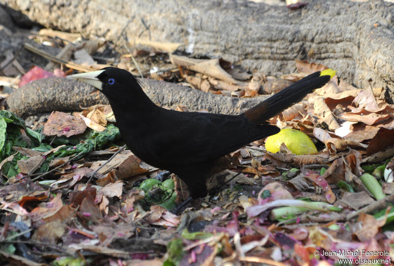 Crested Oropendola