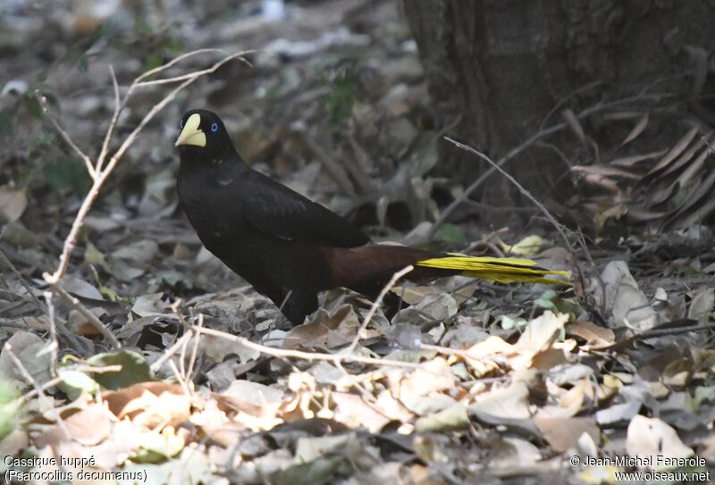 Crested Oropendola