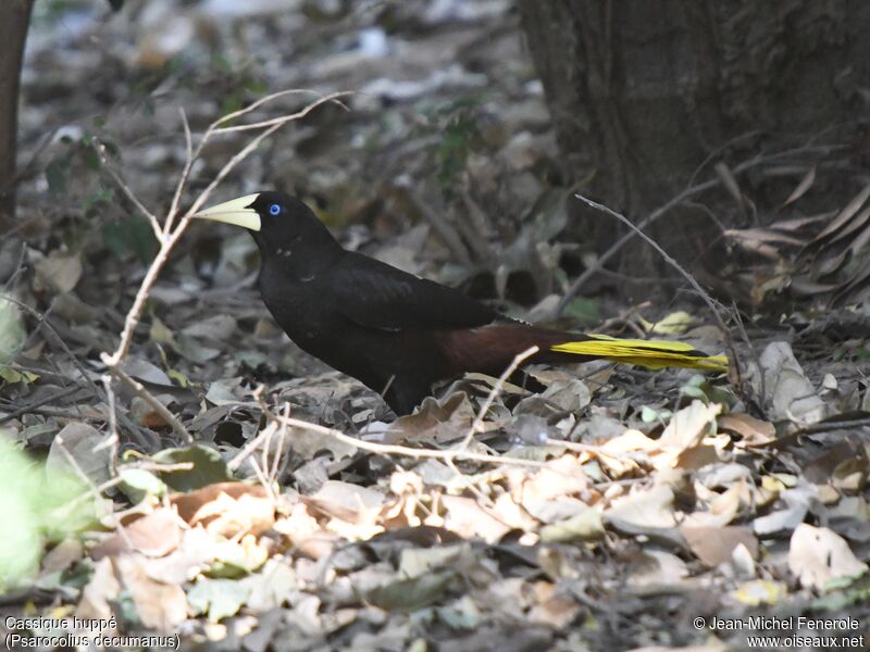 Crested Oropendola