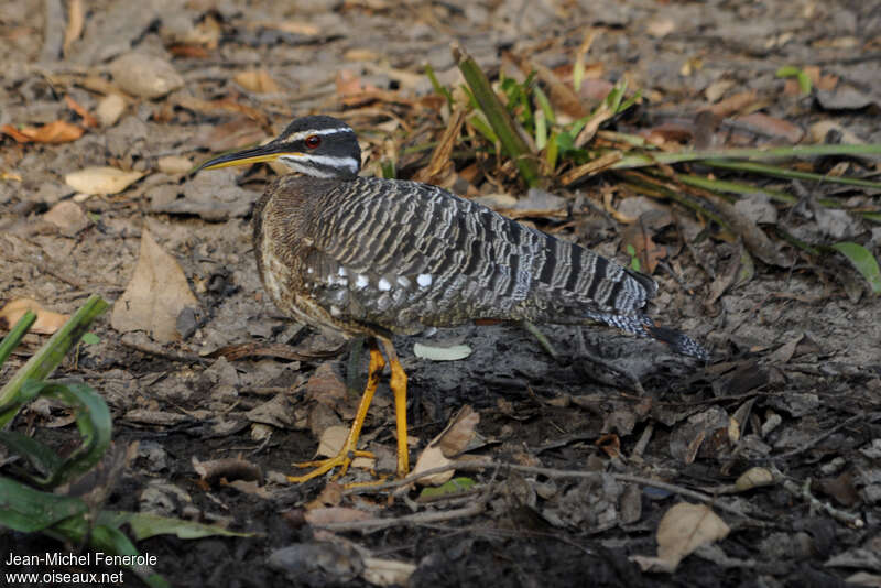 Caurale soleiladulte, identification