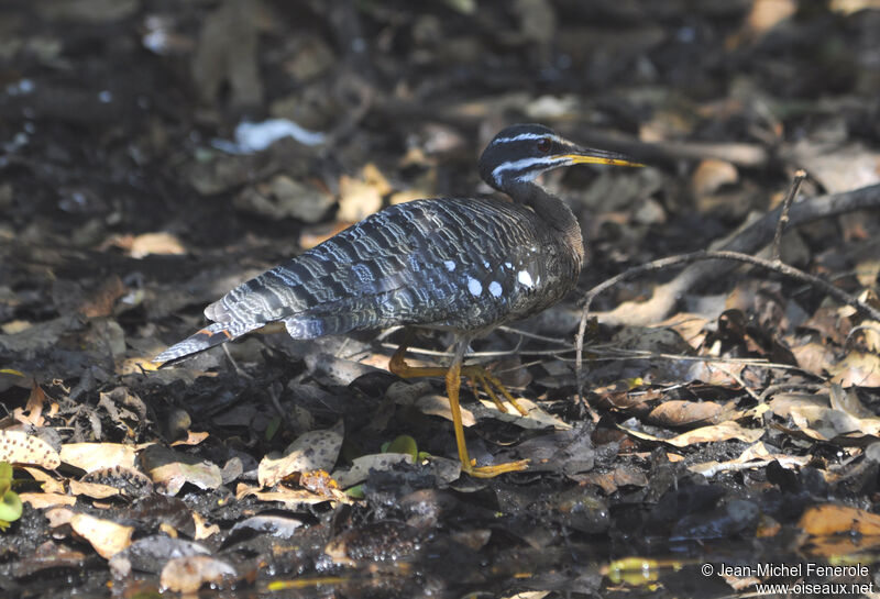 Sunbittern