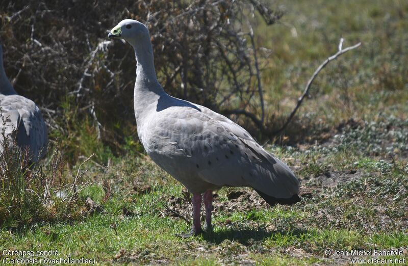 Cape Barren Goose