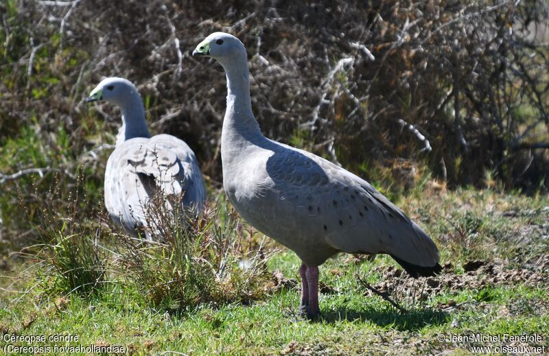 Cape Barren Goose