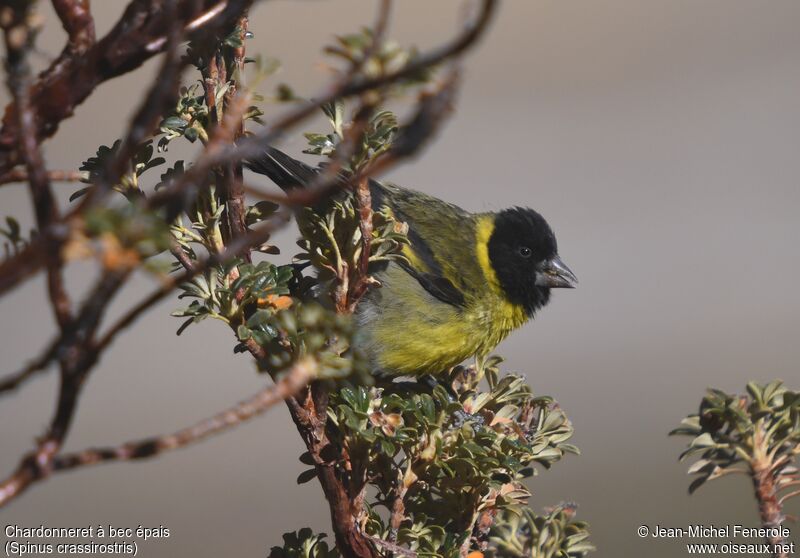 Thick-billed Siskin