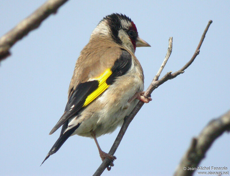 European Goldfinch