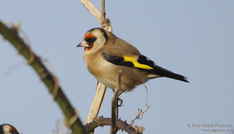 European Goldfinchadult