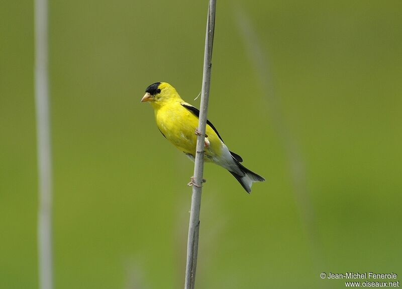 Chardonneret jaune