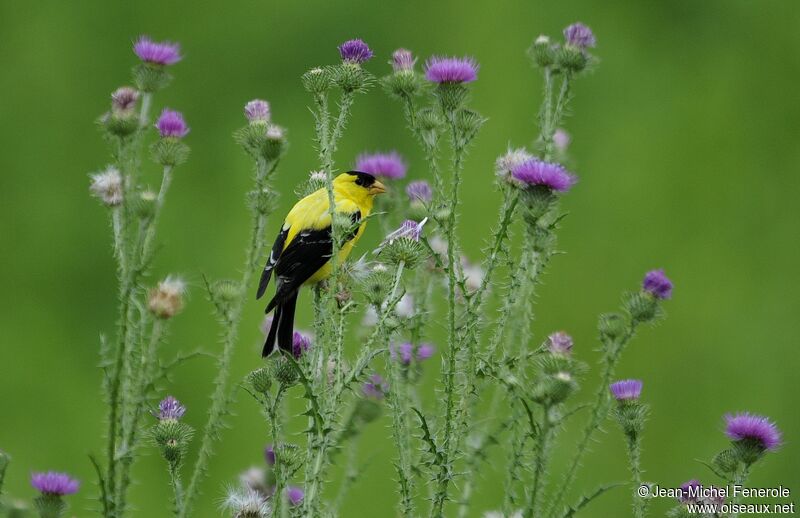 Chardonneret jaune