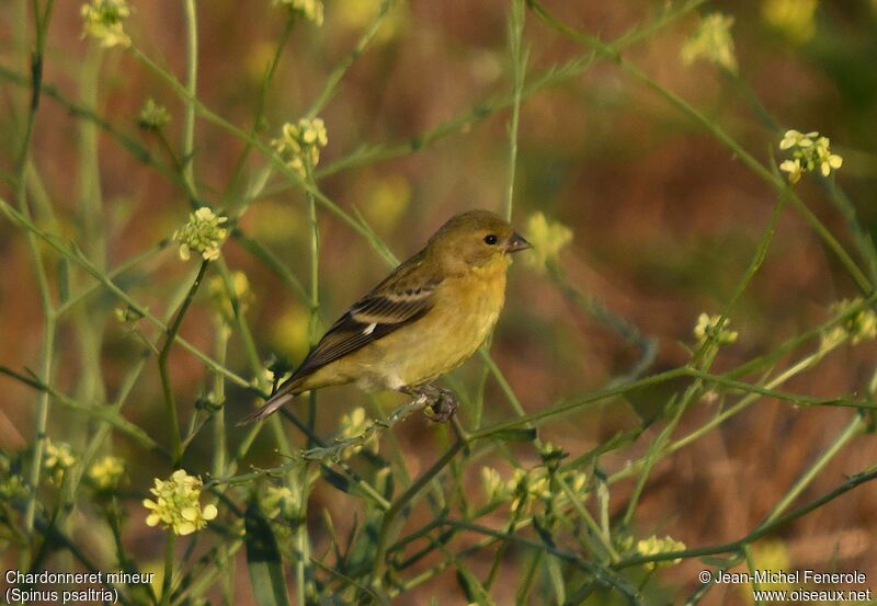 Chardonneret mineur femelle