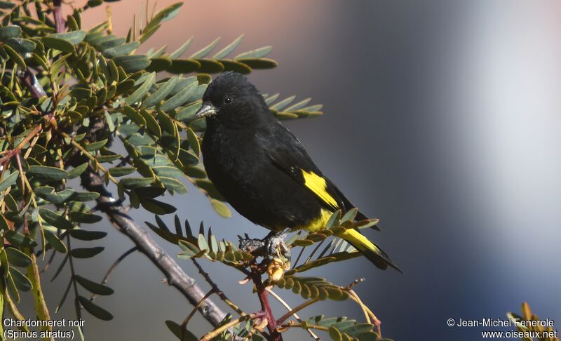 Black Siskin