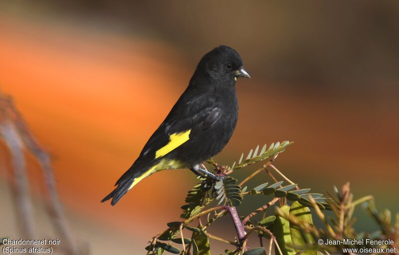 Black Siskin