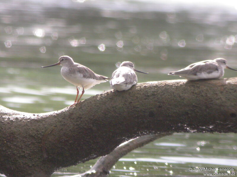 Terek Sandpiper