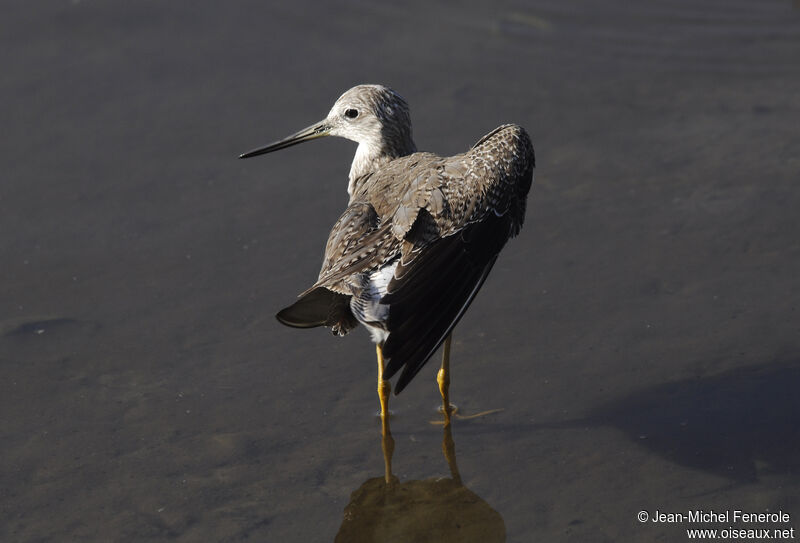 Greater Yellowlegs