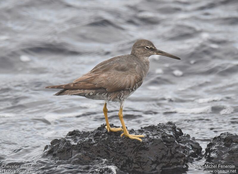 Wandering Tattler