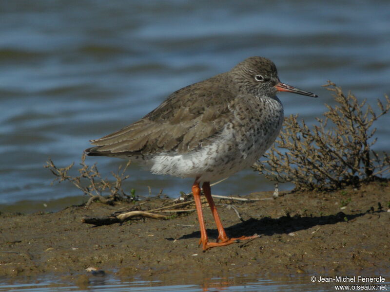 Common Redshank